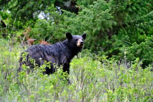 Mehr über den Artikel erfahren 02.07. Jasper