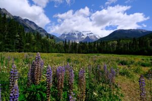 Mehr über den Artikel erfahren 04.07. Blue River