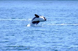 Mehr über den Artikel erfahren 10.07. Victoria