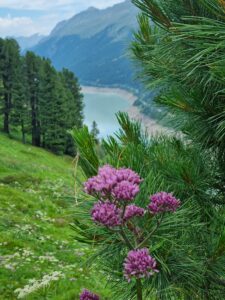 Mehr über den Artikel erfahren 05.07. Wanderung vom Gepatschhaus zur Nassereinalpe