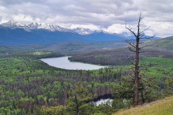 signal-2024-07-02-21-47-27-775